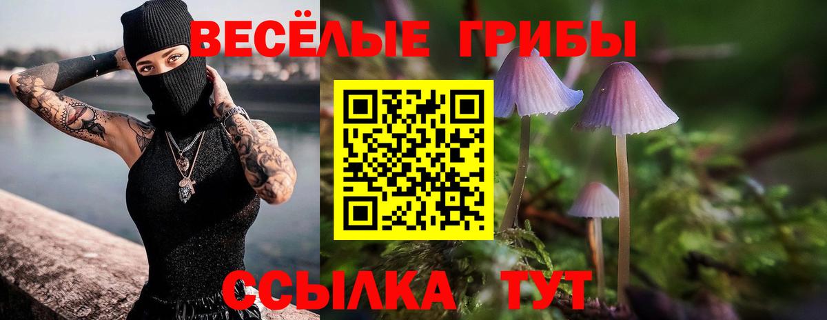 Псилоцибиновые грибы Psilocybe Владикавказ